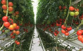 serre de tomates Image de serre de tomates